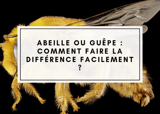 abeille ou guepe