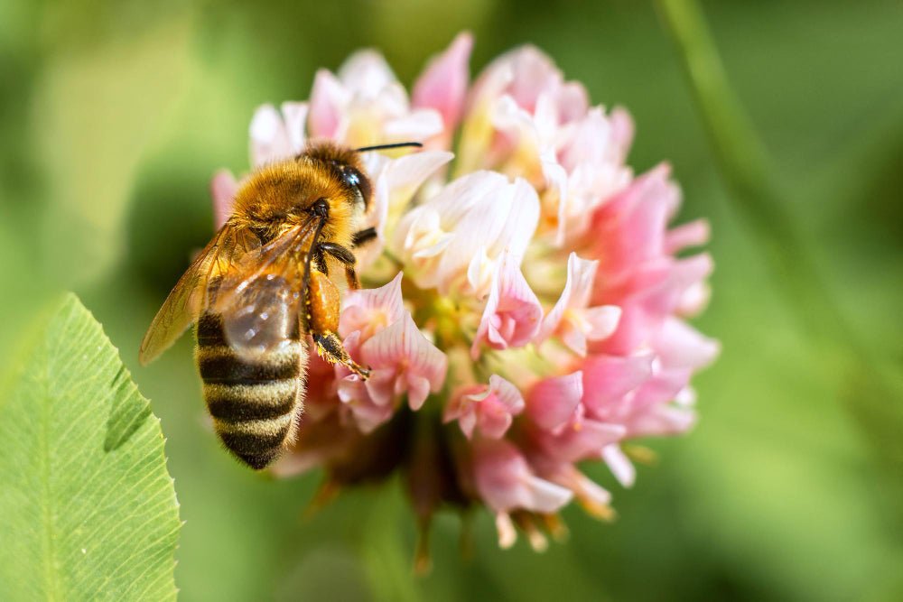 Comment les abeilles fabriquent-elles du miel ? Fleurs & Nature