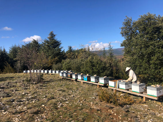 ruches situées dans le vaucluse