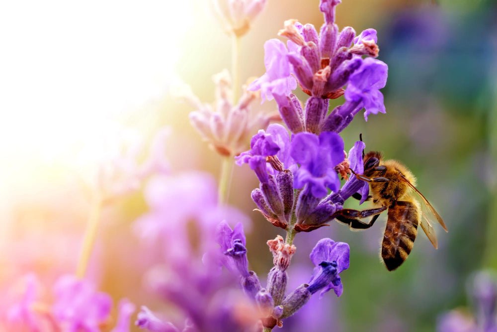 Abeilles en danger : pourquoi la survie des pollinisateurs sauvages nous concerne tous