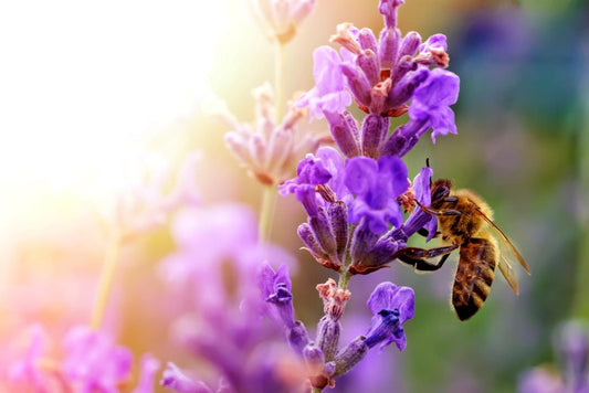 Abeilles en danger : pourquoi la survie des pollinisateurs sauvages nous concerne tous