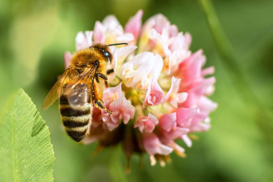 comment les abeilles fabriquent du miel